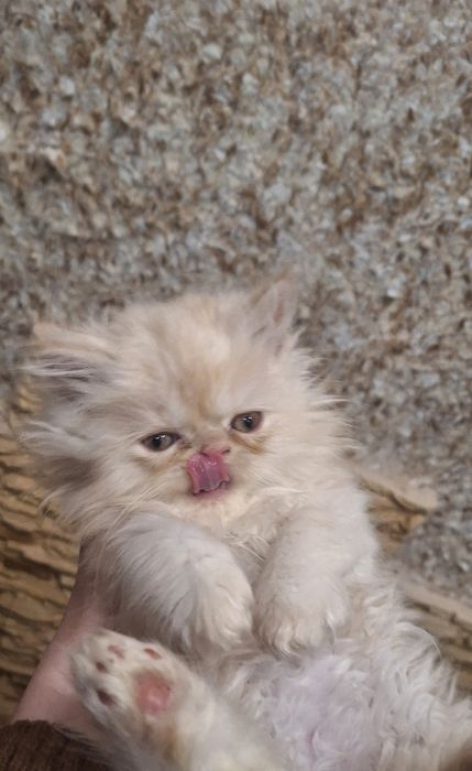 Породисті персидські кошенята