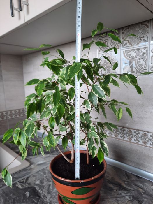 Драцена Бенджаміна