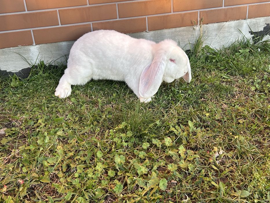 Baran francuski biały