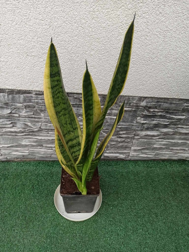 Kwiat roślina kwiatek kwiatki Sansevieria (języki teściowej, wężownica