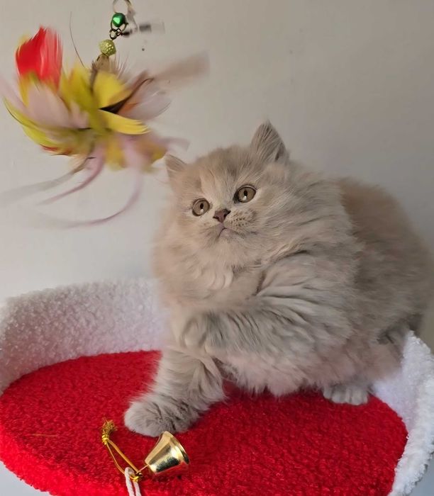 British Longhair lilás com Lop