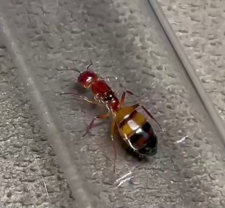 Эксклюзивные муравьи Camponotus reichardti – купить с большой фермой
