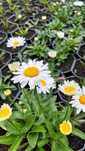 Złocień wielki Leucanthemum 'Madonna' 1 szt. doniczka C2
