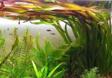 Vallisneria Gigantea Trawa akwariowa