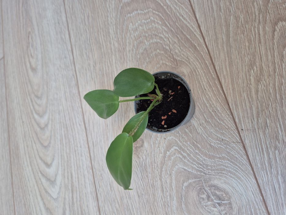 Filodendron Squamiferum S