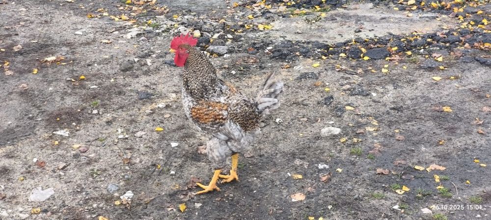 Koguty Dominant Blue i Sussex