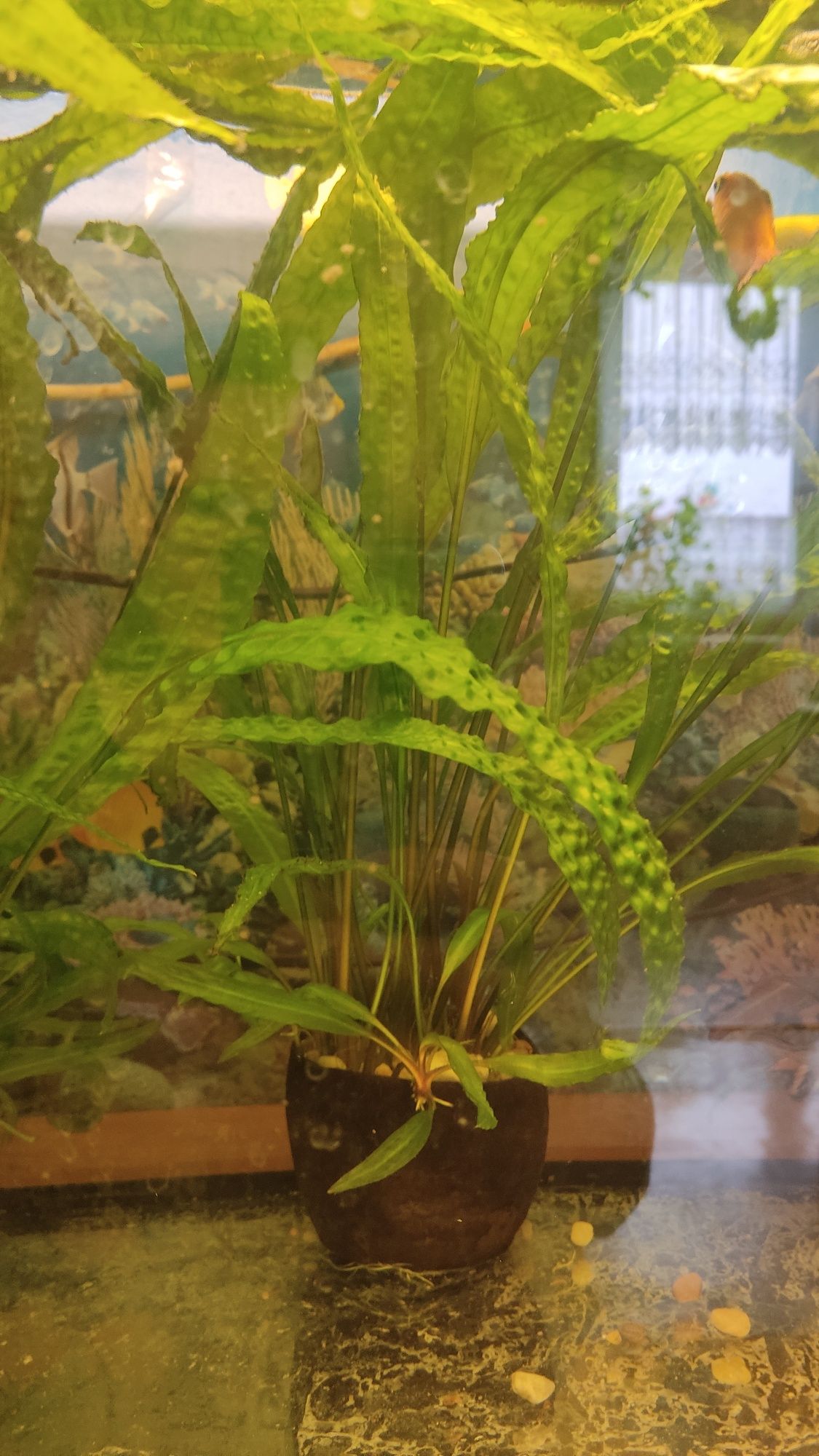 CRYPTOCORYNE kryptokoryna roślina do akwarium