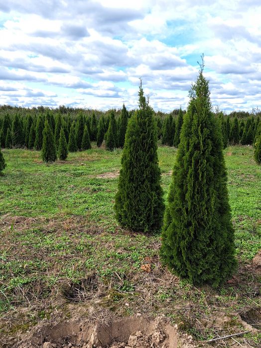 Tuja Szmaragd  80cm-180 cm (Aureospicata 100cm-160cm)