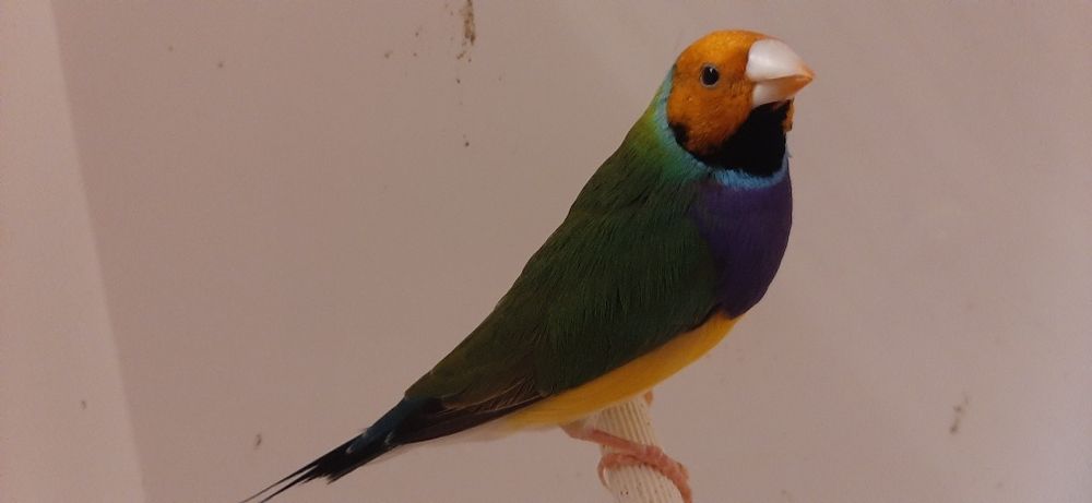 Amadyny amadyna wspaniała samiec szpalty na niebieskie 2025 rok