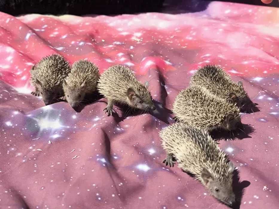 Tenreczynek jeżowaty Echinops telfairi, nie jeż, mini