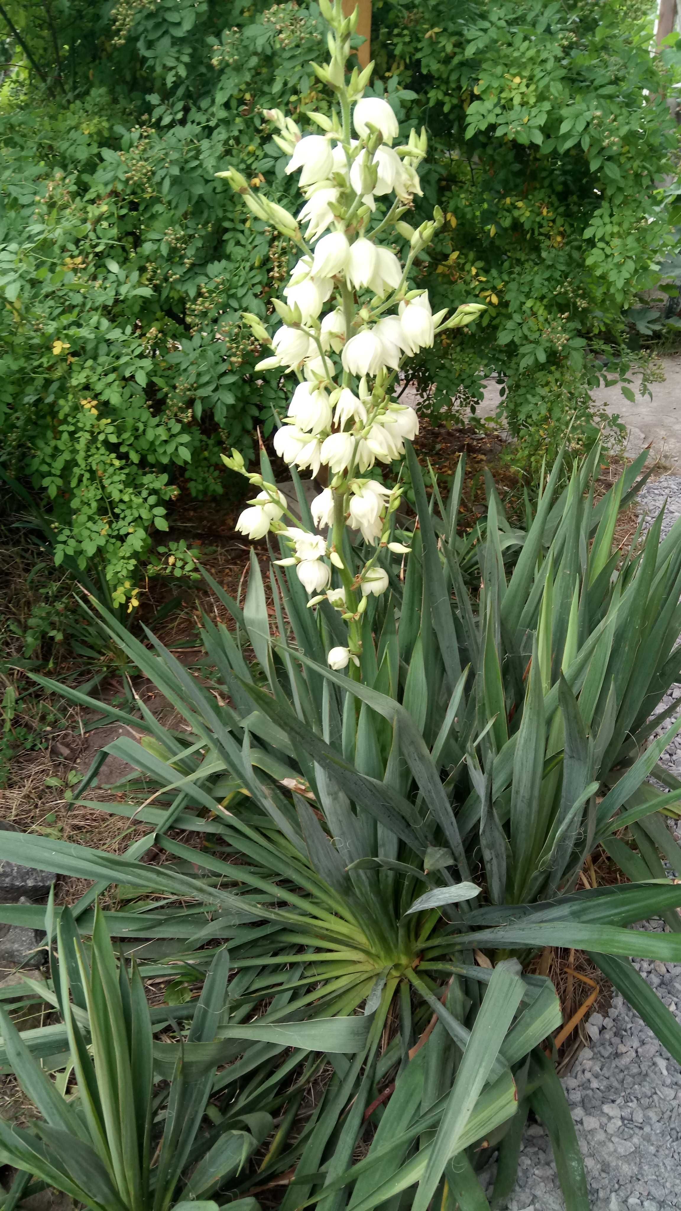 Юкка садовая нитчатая (Yucca filamentosa) садовый многолетник