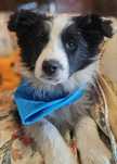 Border Collie. Wspanialy chlopczyk.Australijska linia show.
