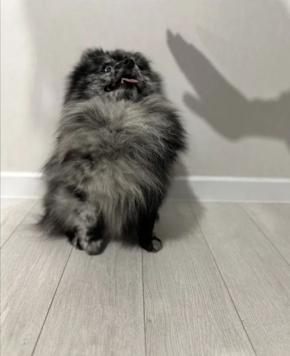 Pomeranian. PIES. Color Merle