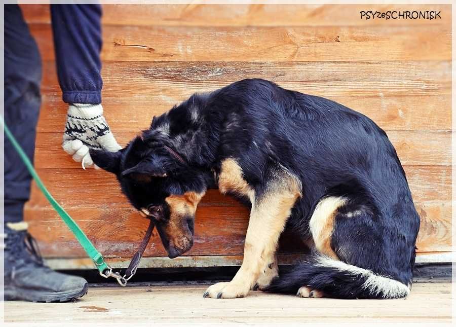 Debra – przyjechała do schroniska upodlona, teraz zaczyna żyć