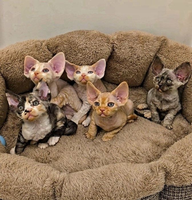 Гіпоалергенні кошенята Девон Рекс