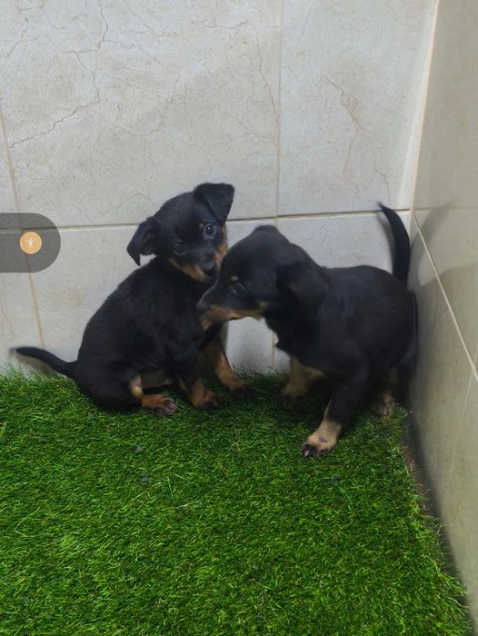 Pinscher com três meses disponível