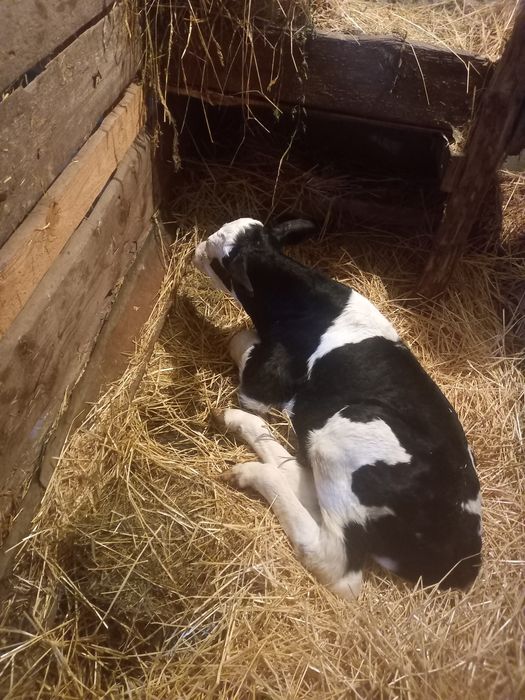 Продамо тижневого бичка