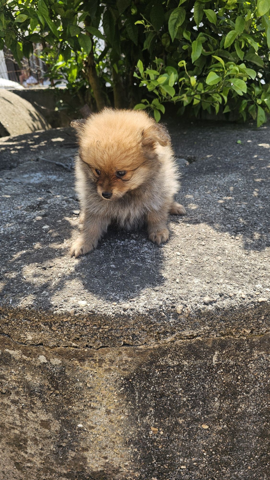Lulu pomerânia / spitz alemão macho
