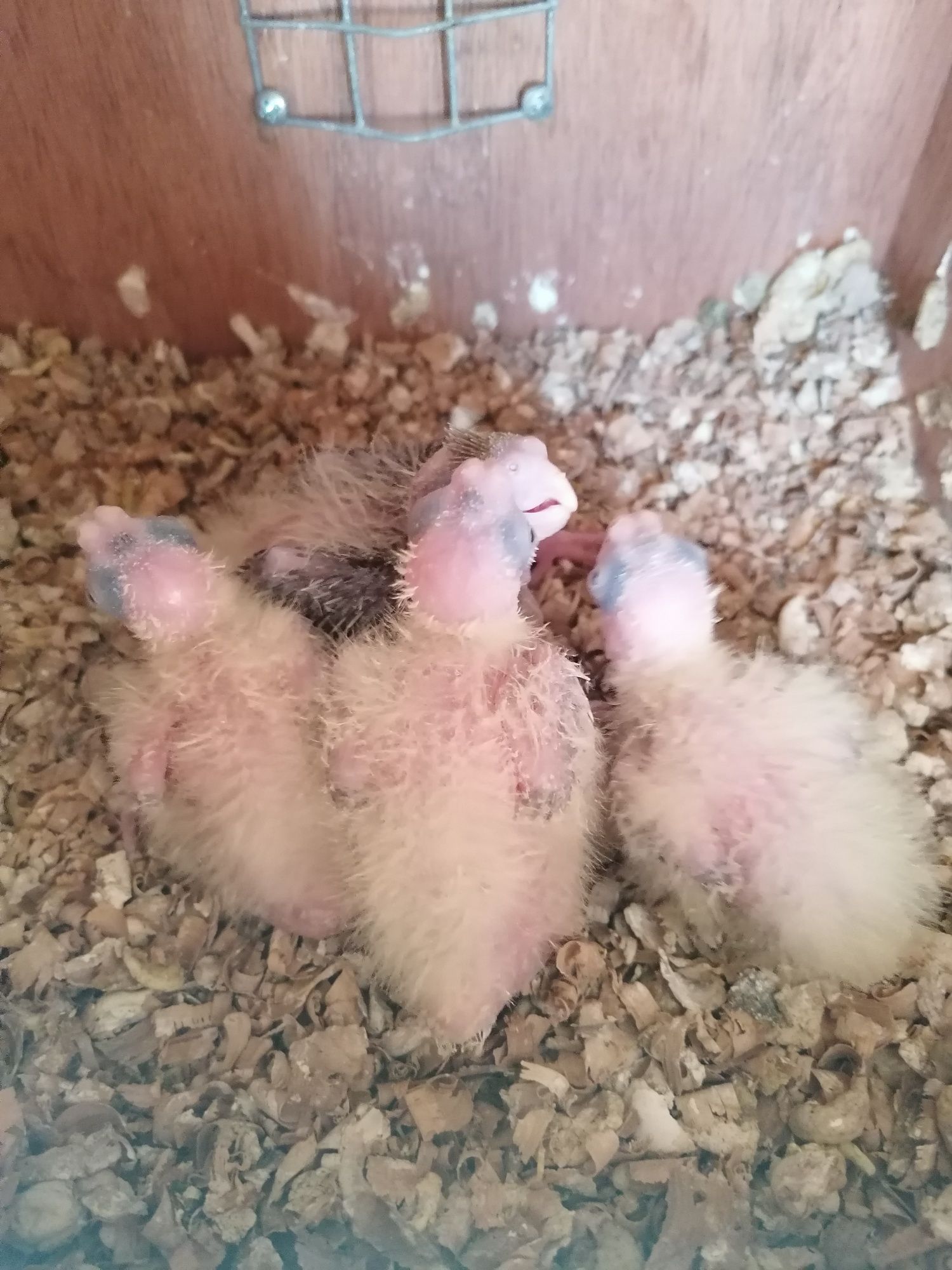 Agapornis e Caturras para domesticar