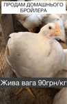Бройлер живою вагою