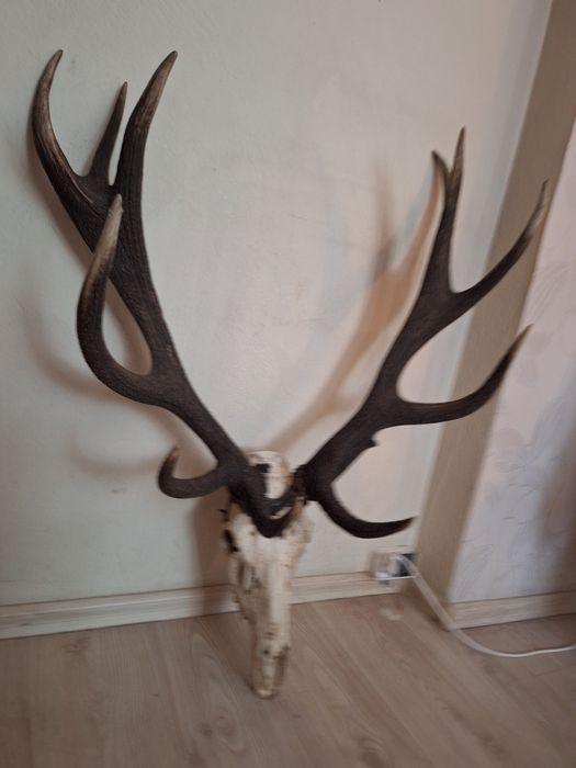 Poroże Jelenia 6 kg