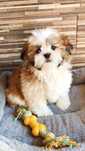 Cudny piesek rasy Shih tzu