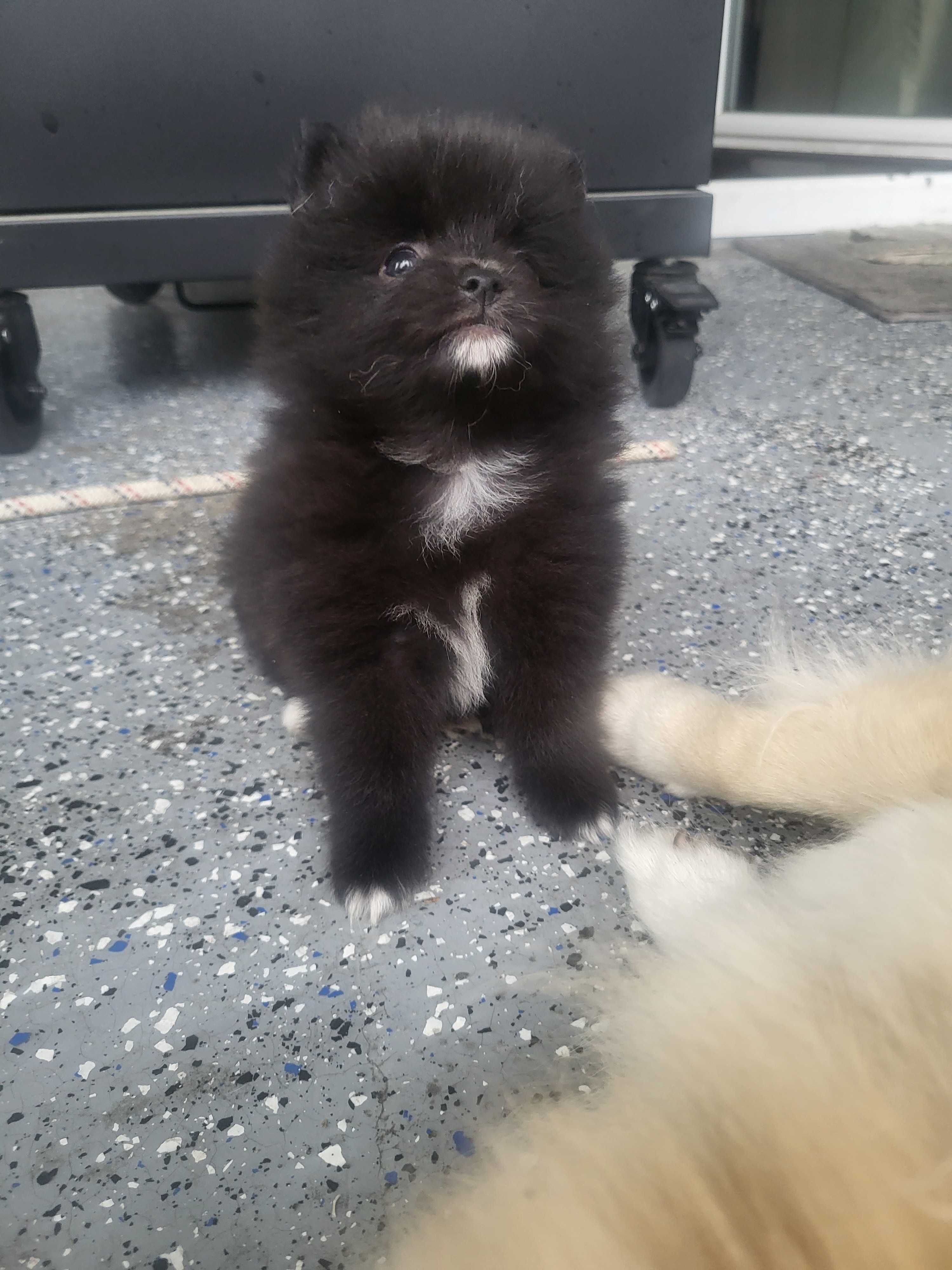 szpic miniaturowy pomeranian