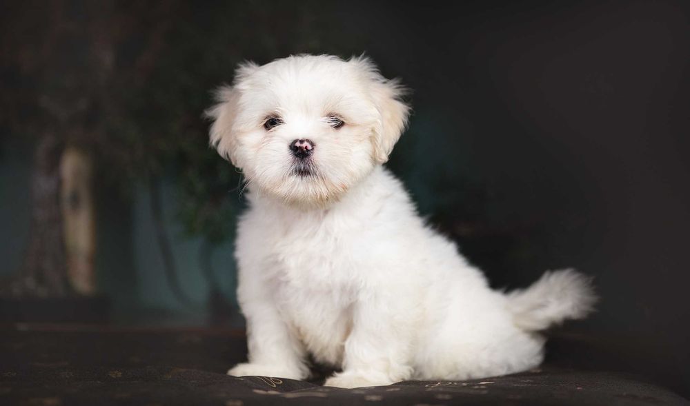 Lhasa Apso - rodowód FCI
