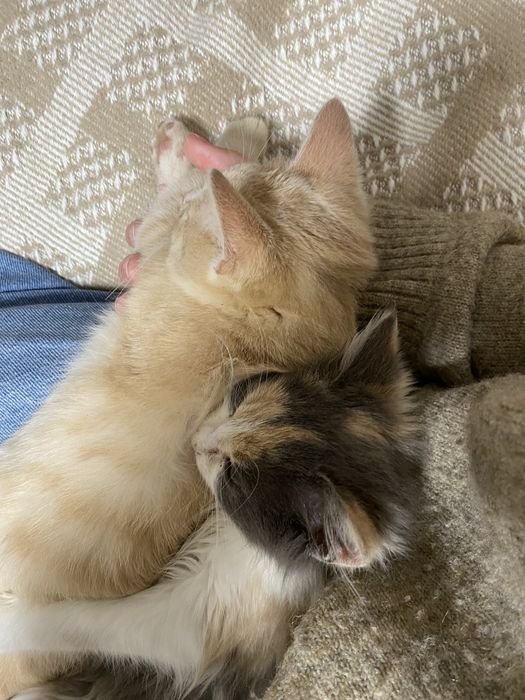 шукаємо дім кошенятам!