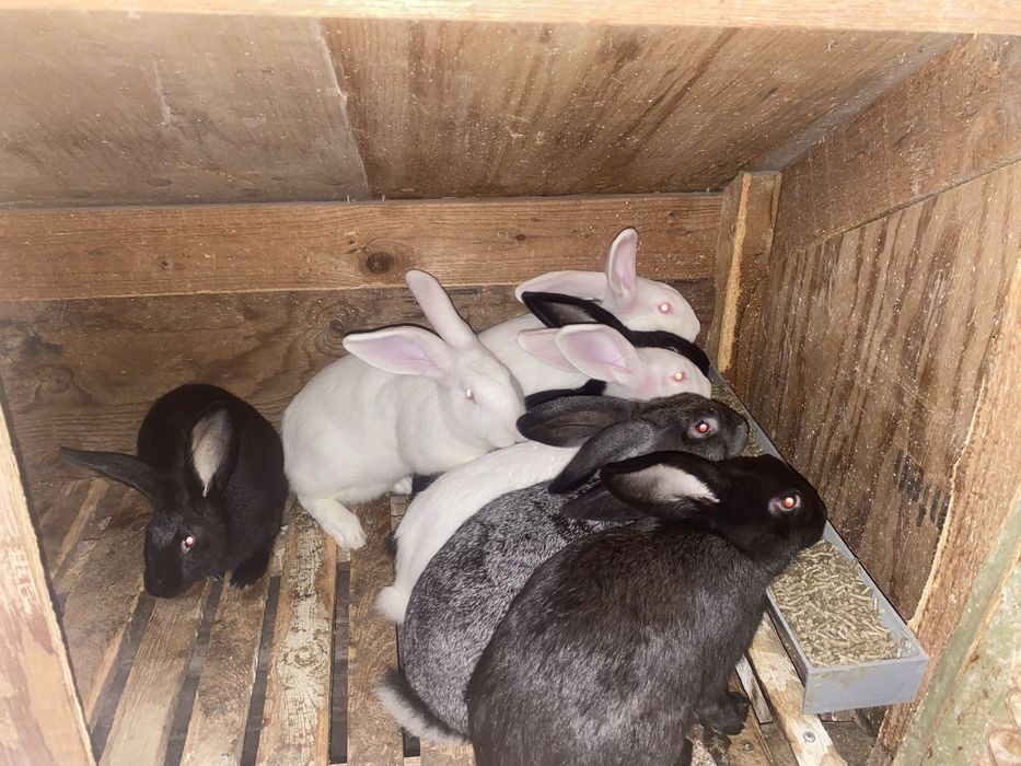 Продам кроликів.
