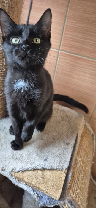 Kotka okolo 5 miesięcy