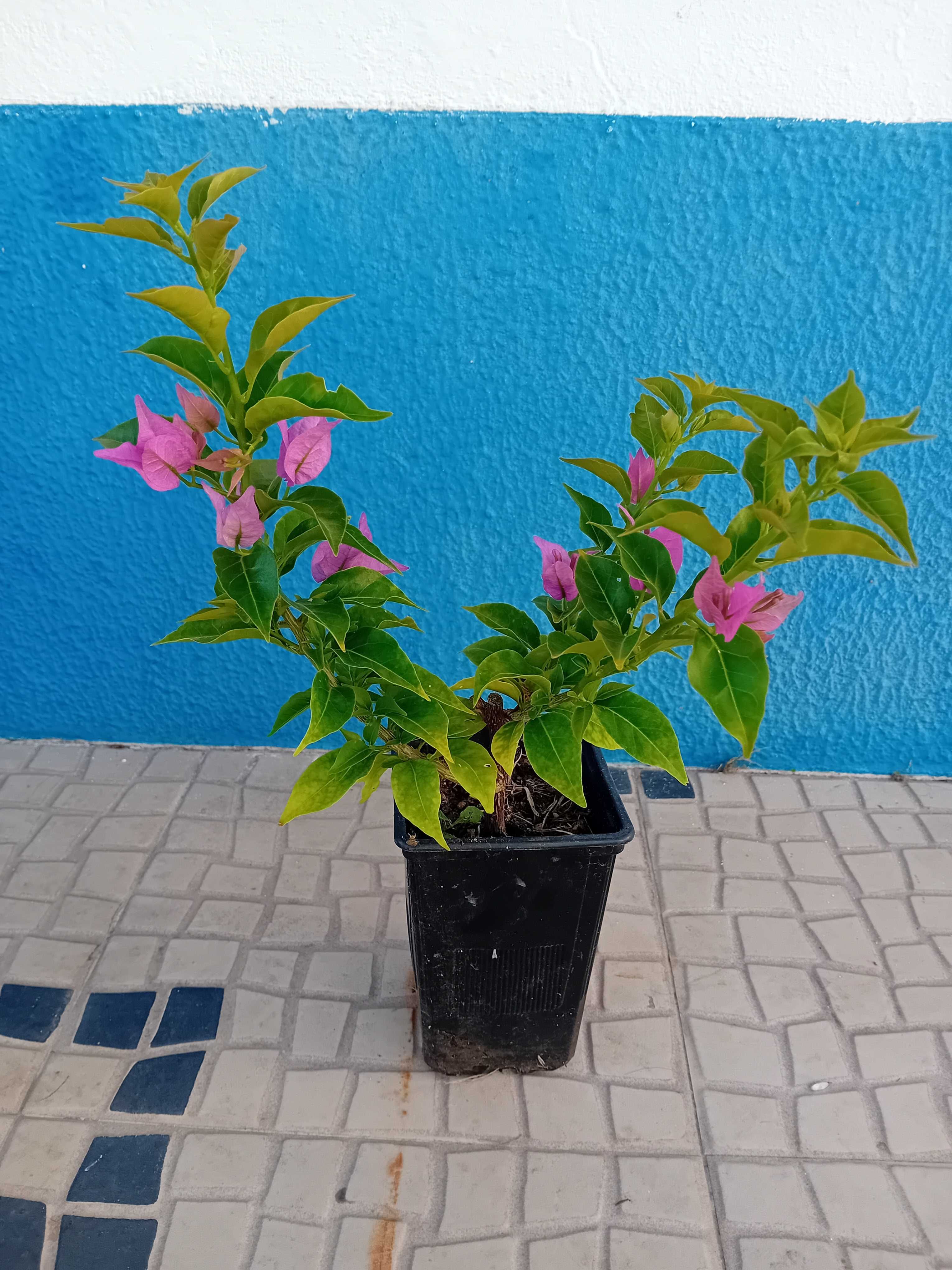 Buganvilia cor de rosa claro ou escuro