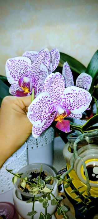 Детки орхидеи Биг липа Покахонтас, Сезам Ред, Калейдоскоп трилипс