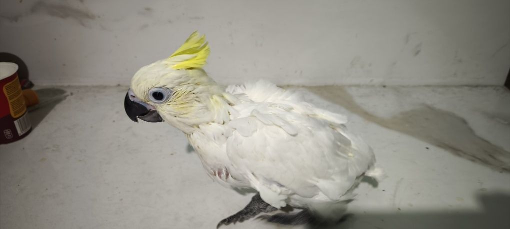 Cacatua sulphúrea para acabar de criar a mão
