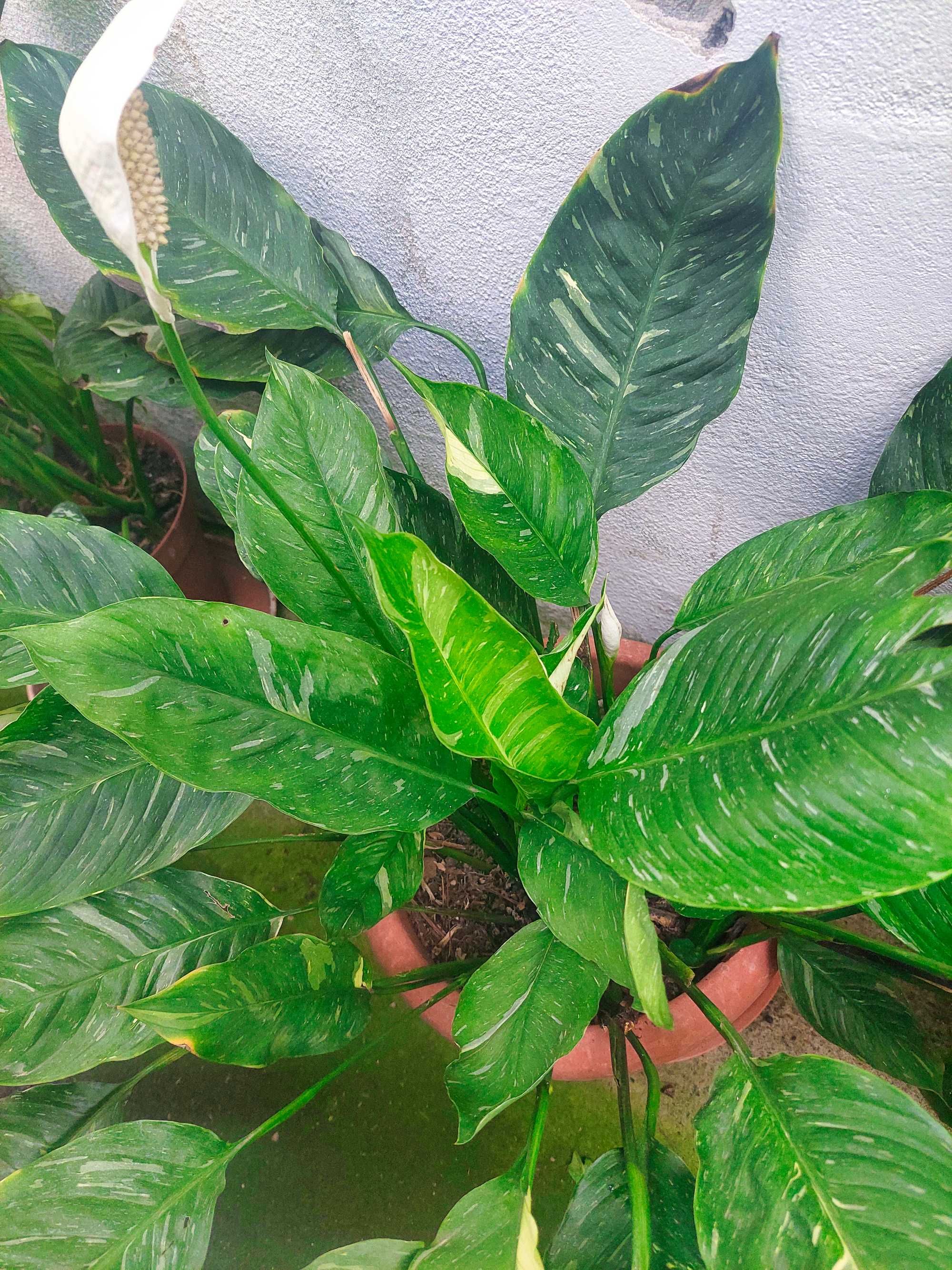 Diversas plantas/flores. 25€ cada