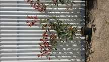 200 photinias para sebes
