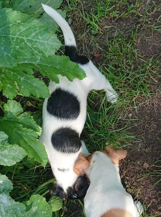 Suczka Pusia szczeniak Jack Russell Terrier Koszalin