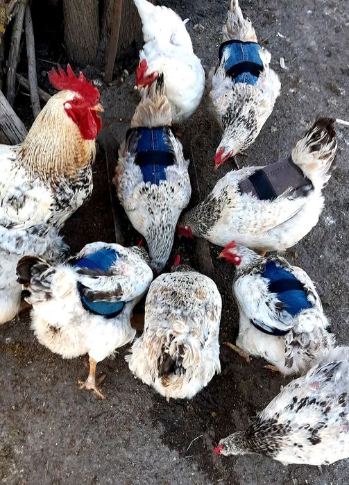 Захистні попони для Вашої птиці.важливо точність ,якість.досвід