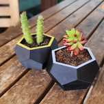 Vaso Moderno para Cactos e Suculentas