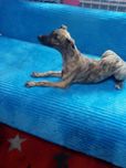 Chart Angielski Whippet   suczka