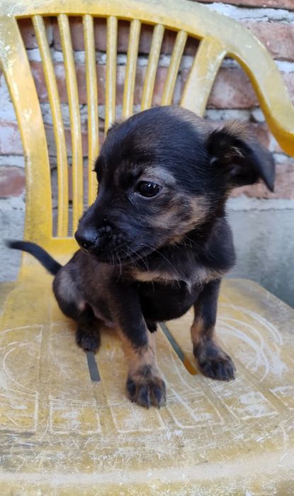 Szczeniaki z małych piesków.