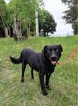 Samuraj w typie czarnego labradora poleca się do adopcji