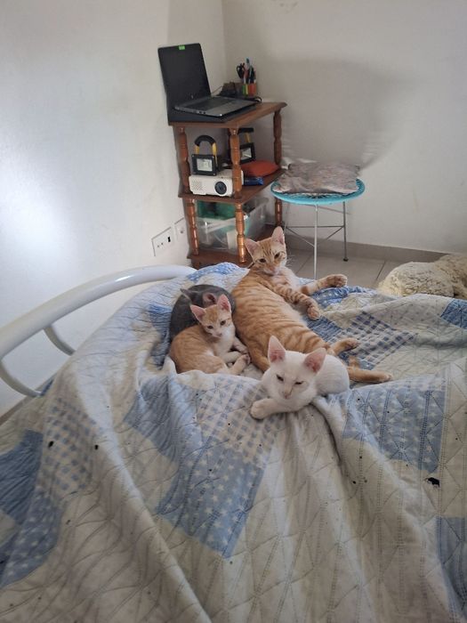 Dou -se quem tratar muito amor