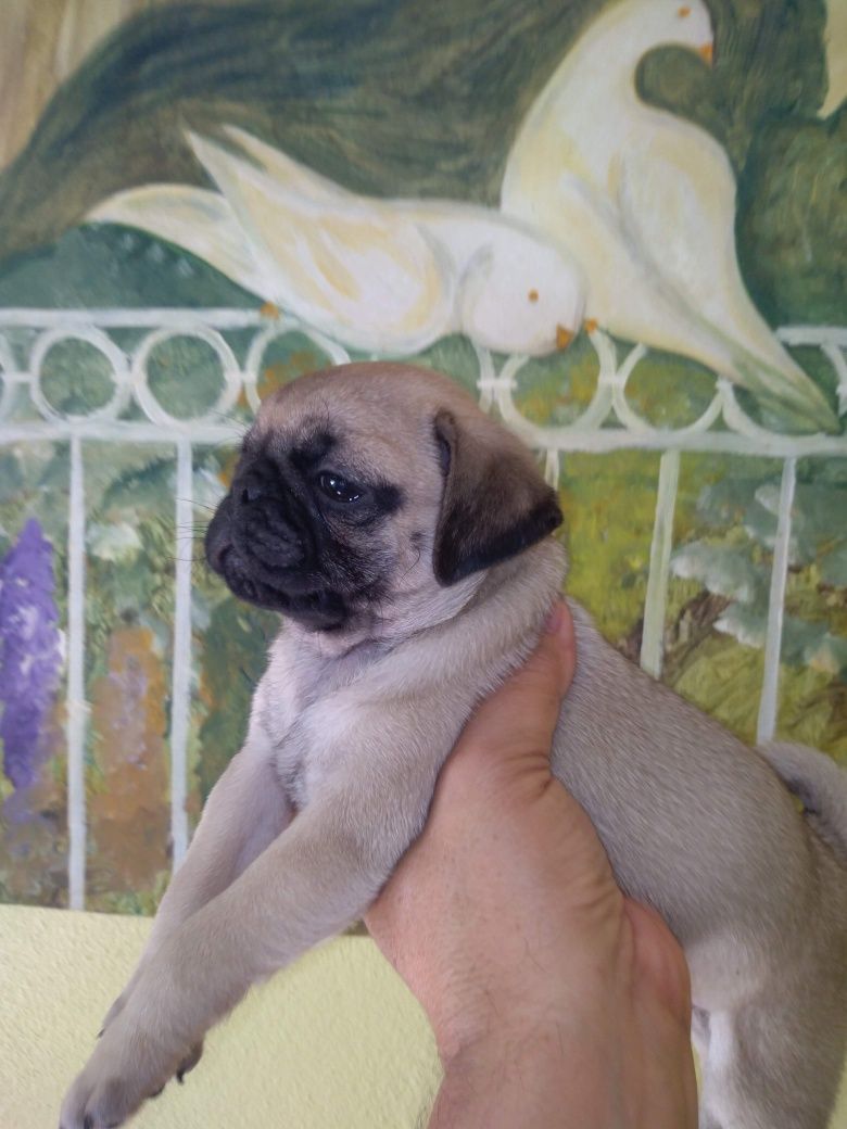 Pug Carlin Sublime