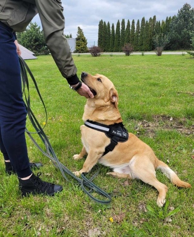 Szukamy  domku dla Bostona