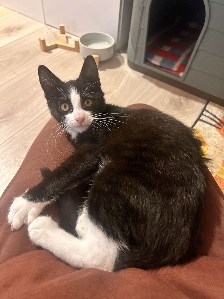 Kocie cudo do pilnej adopcji