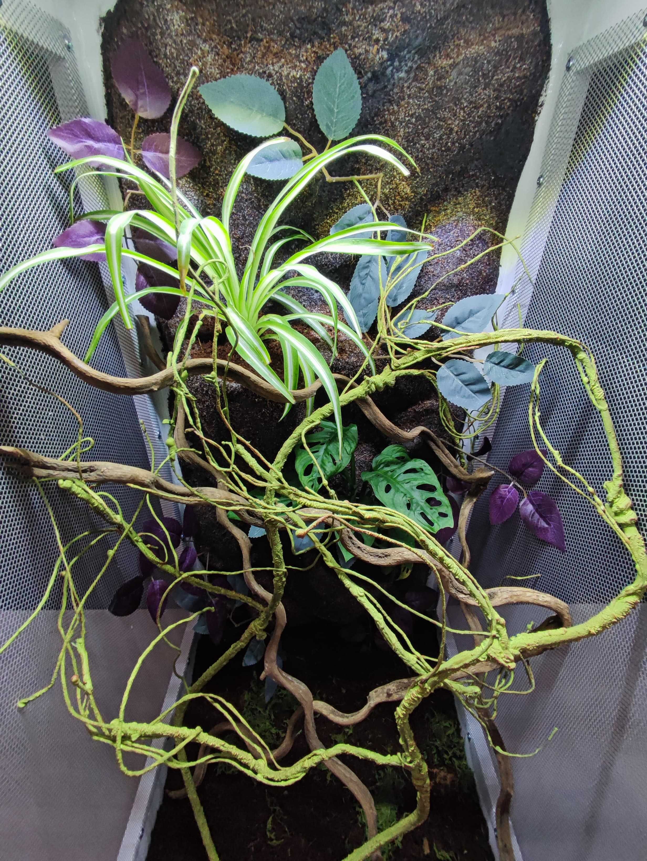 Terrarium tropikalne nr696 50/50/100 dla kameleona 50/50/100 DOSTĘPNE