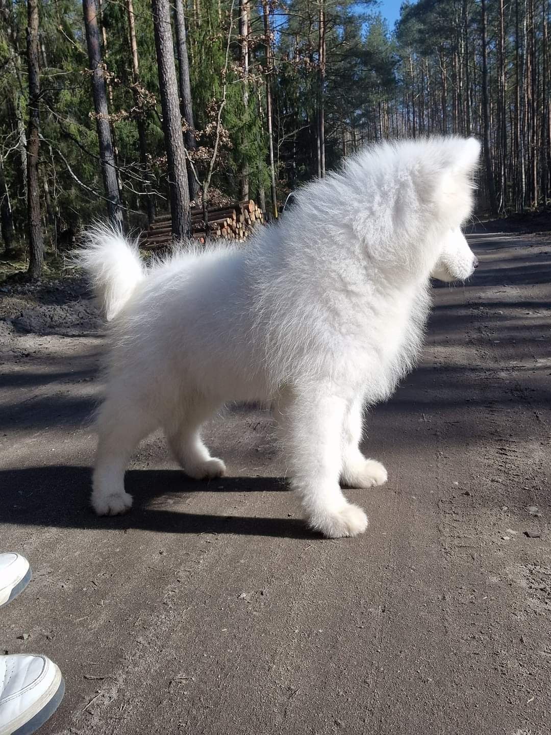 Po Szkoleniu posłuszeństwa! IDELANY szczenię SAMOYED, RODOWÓD ZKwP FCI