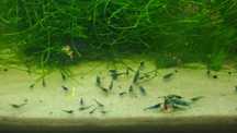 Camarões  neocaridina blue dream