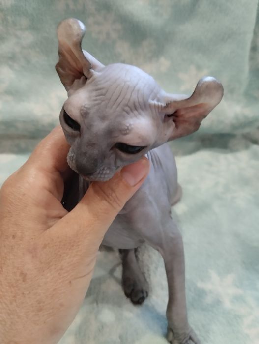 Канадские сфинксы,голубые эльфы